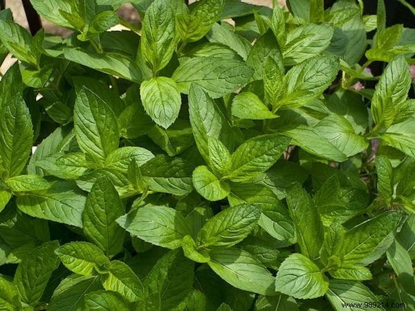 19 Proven Insect-Repellent Plants to Naturally Protect Your Home and Garden