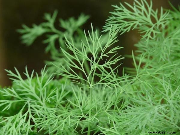 19 Proven Insect-Repellent Plants to Naturally Protect Your Home and Garden