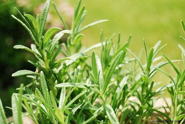 19 Proven Insect-Repellent Plants to Naturally Protect Your Home and Garden