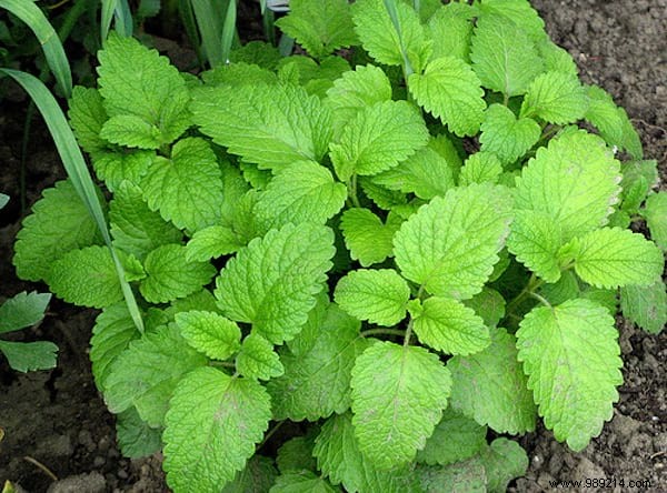 19 Proven Insect-Repellent Plants to Naturally Protect Your Home and Garden