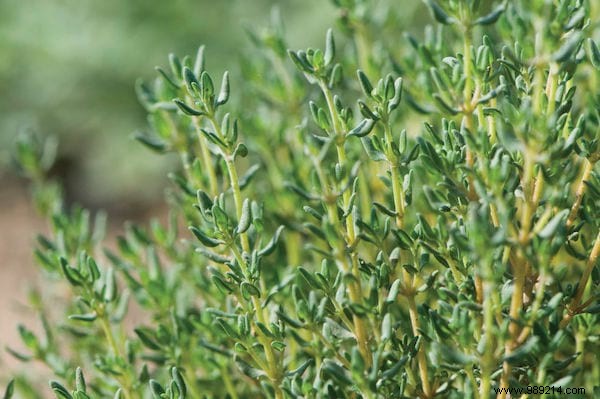 19 Proven Insect-Repellent Plants to Naturally Protect Your Home and Garden