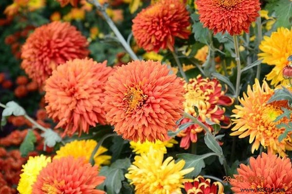 19 Proven Insect-Repellent Plants to Naturally Protect Your Home and Garden