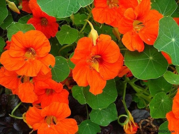 19 Proven Insect-Repellent Plants to Naturally Protect Your Home and Garden