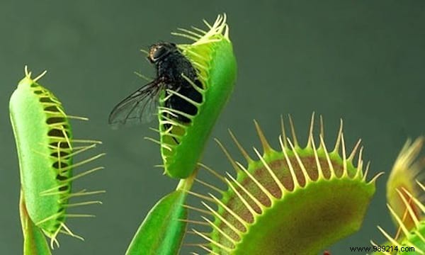 19 Proven Insect-Repellent Plants to Naturally Protect Your Home and Garden