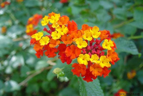 19 Proven Insect-Repellent Plants to Naturally Protect Your Home and Garden