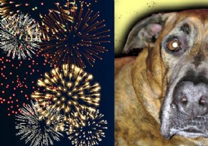 Vet-Recommended Phosphorus 30C: Calm Your Dog s Fireworks and Thunderstorm Anxiety