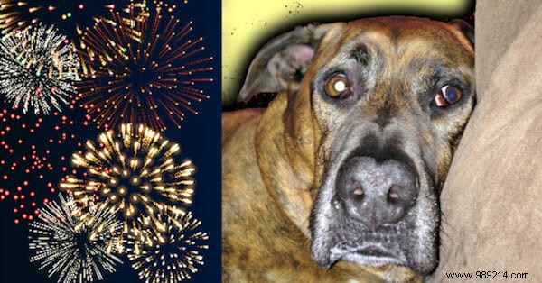 Vet-Recommended Phosphorus 30C: Calm Your Dog s Fireworks and Thunderstorm Anxiety
