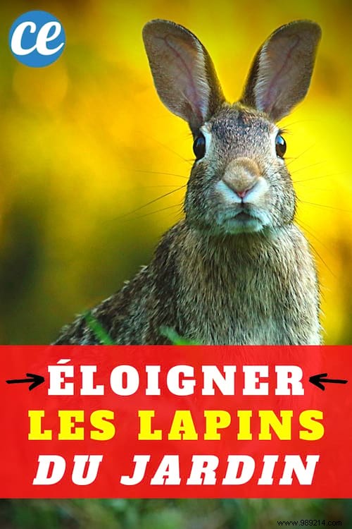 Proven Natural Vinegar Trick to Permanently Repel Rabbits from Your Garden