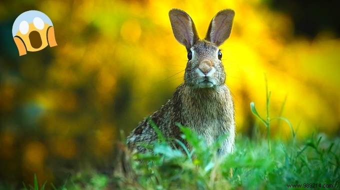 Proven Natural Vinegar Trick to Permanently Repel Rabbits from Your Garden