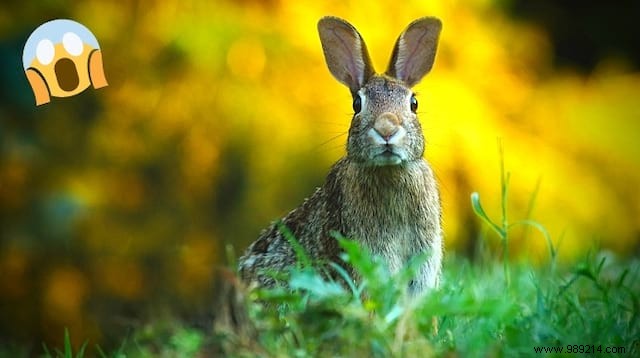 Proven Natural Vinegar Trick to Permanently Repel Rabbits from Your Garden