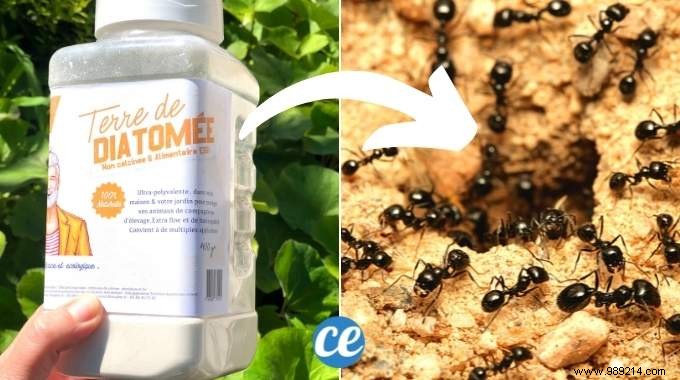 2 Proven Natural Tricks to Stop Ant Invasions Fast – No Chemicals Needed