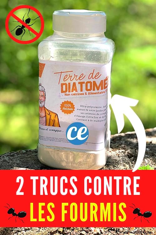 2 Proven Natural Tricks to Stop Ant Invasions Fast – No Chemicals Needed