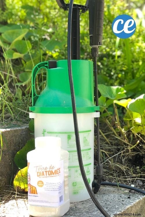 2 Proven Natural Tricks to Stop Ant Invasions Fast – No Chemicals Needed