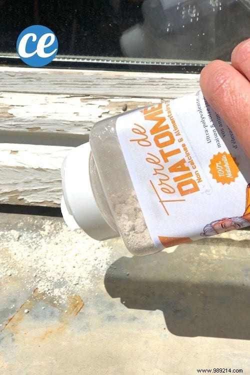 2 Proven Natural Tricks to Stop Ant Invasions Fast – No Chemicals Needed