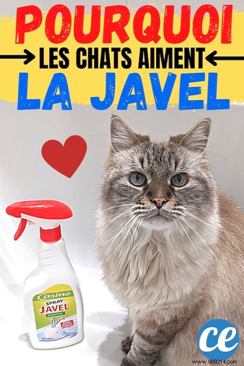 Why Cats Love Bleach Smells: The Science Behind It and Essential Safety Tips