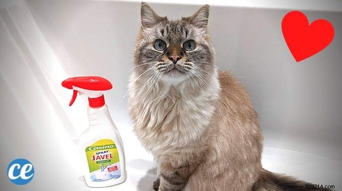 Why Cats Love Bleach Smells: The Science Behind It and Essential Safety Tips