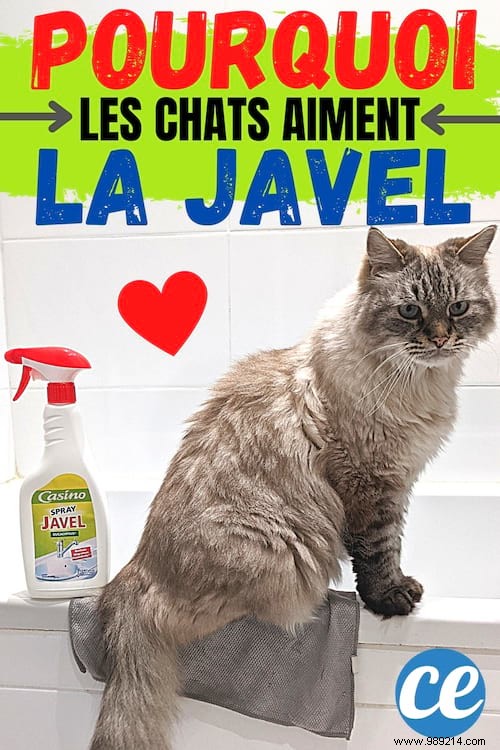 Why Cats Love Bleach Smells: The Science Behind It and Essential Safety Tips