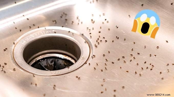 12 Proven Natural Remedies to Eliminate Kitchen Gnats Fast