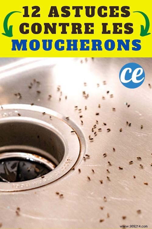 12 Proven Natural Remedies to Eliminate Kitchen Gnats Fast