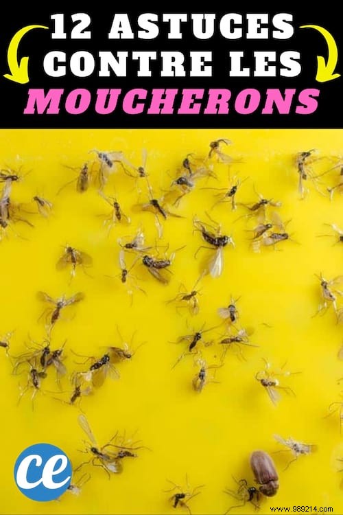 12 Proven Natural Remedies to Eliminate Kitchen Gnats Fast