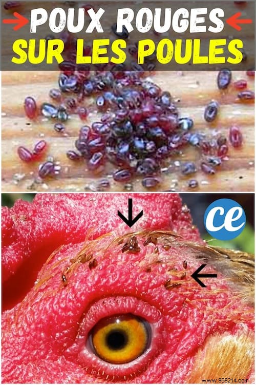How to Safely Eliminate Red Mites on Chickens: A Proven Natural Method with Diatomaceous Earth