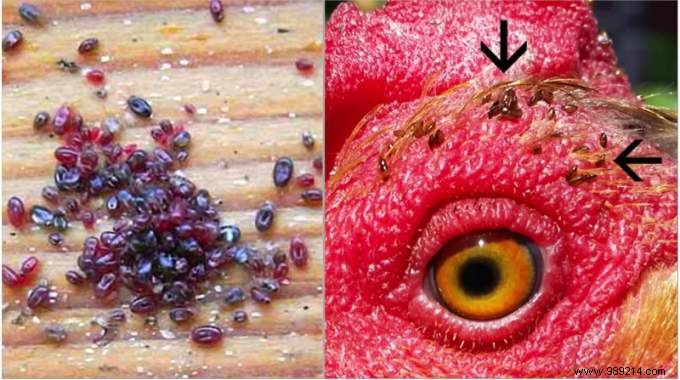 How to Safely Eliminate Red Mites on Chickens: A Proven Natural Method with Diatomaceous Earth