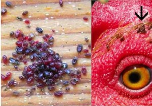 How to Safely Eliminate Red Mites on Chickens: A Proven Natural Method with Diatomaceous Earth