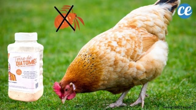 How to Safely Eliminate Red Mites on Chickens: A Proven Natural Method with Diatomaceous Earth