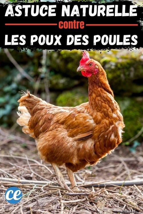 How to Safely Eliminate Red Mites on Chickens: A Proven Natural Method with Diatomaceous Earth