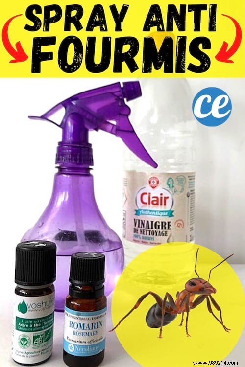 Natural Essential Oil Ant Repellent Spray: My Proven DIY Recipe