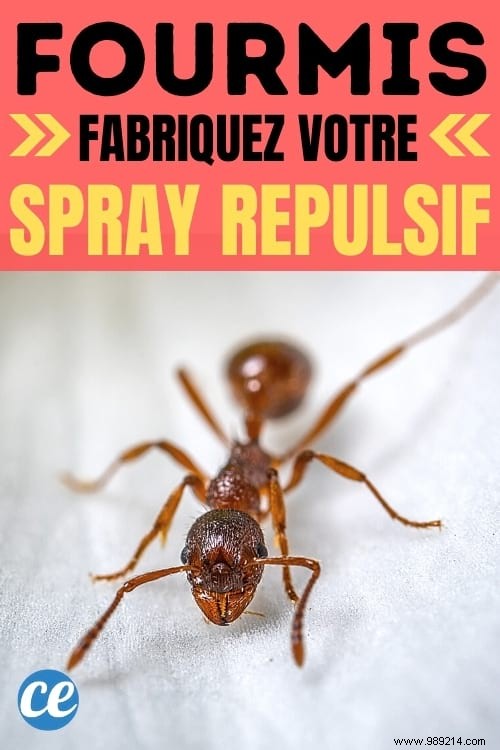 Natural Essential Oil Ant Repellent Spray: My Proven DIY Recipe