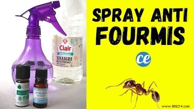Natural Essential Oil Ant Repellent Spray: My Proven DIY Recipe