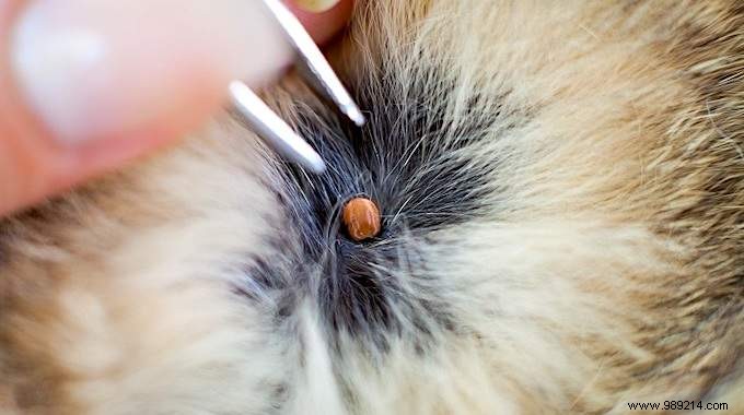 Safe and Effective: How to Remove a Tick from Your Cat at Home