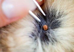 Safe and Effective: How to Remove a Tick from Your Cat at Home