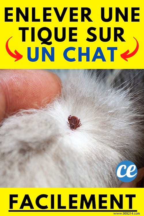 Safe and Effective: How to Remove a Tick from Your Cat at Home
