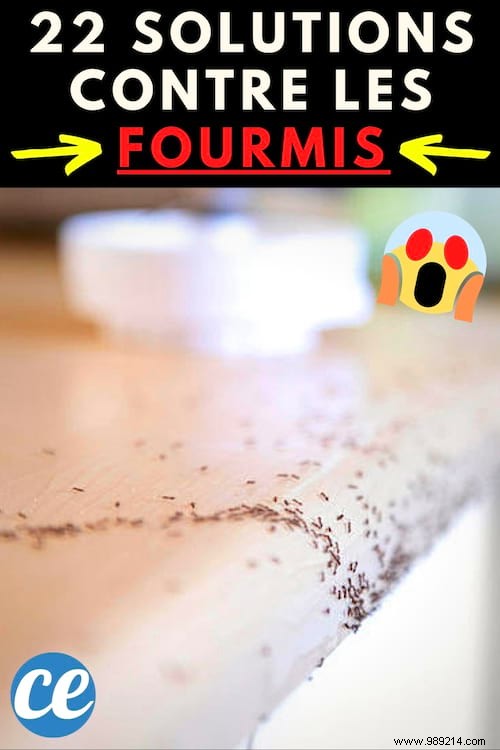 22 Proven Natural Ant Repellents: Safe, Effective Ways to Protect Your Home