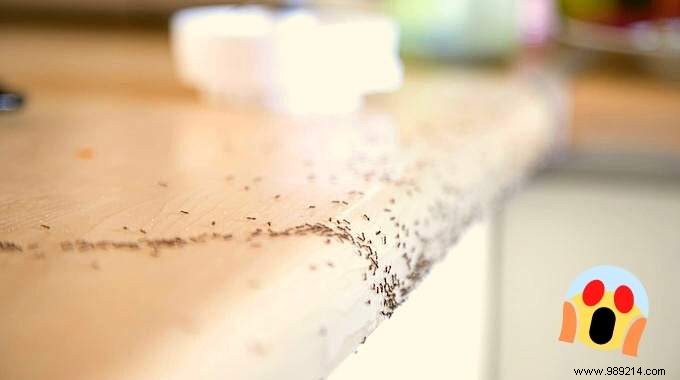 22 Proven Natural Ant Repellents: Safe, Effective Ways to Protect Your Home