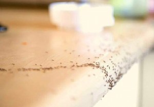 22 Proven Natural Ant Repellents: Safe, Effective Ways to Protect Your Home