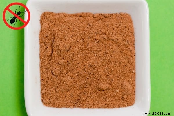 22 Proven Natural Ant Repellents: Safe, Effective Ways to Protect Your Home