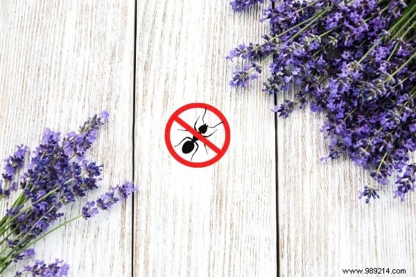22 Proven Natural Ant Repellents: Safe, Effective Ways to Protect Your Home