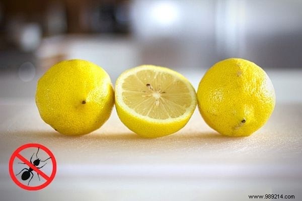 22 Proven Natural Ant Repellents: Safe, Effective Ways to Protect Your Home