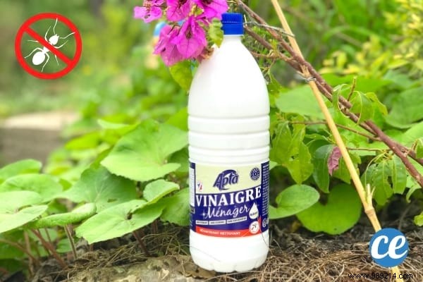 22 Proven Natural Ant Repellents: Safe, Effective Ways to Protect Your Home