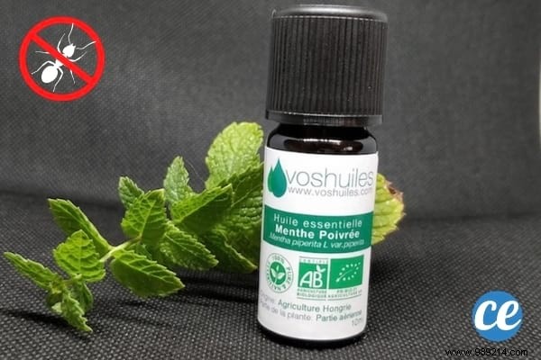 22 Proven Natural Ant Repellents: Safe, Effective Ways to Protect Your Home