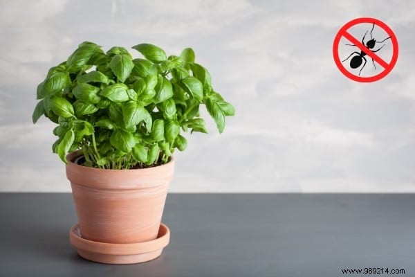 22 Proven Natural Ant Repellents: Safe, Effective Ways to Protect Your Home