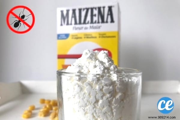 22 Proven Natural Ant Repellents: Safe, Effective Ways to Protect Your Home