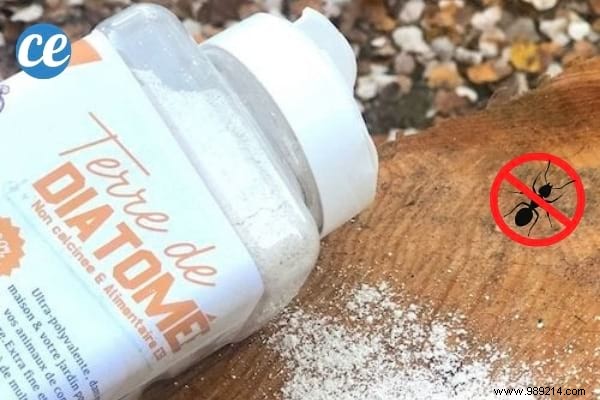 22 Proven Natural Ant Repellents: Safe, Effective Ways to Protect Your Home