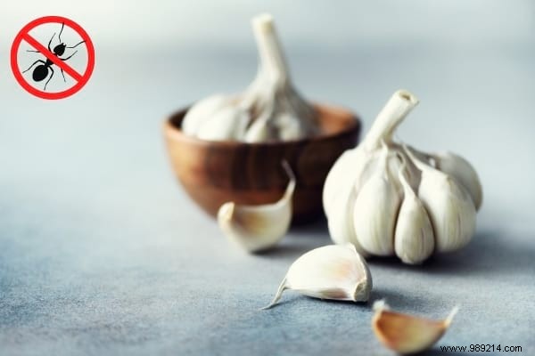 22 Proven Natural Ant Repellents: Safe, Effective Ways to Protect Your Home