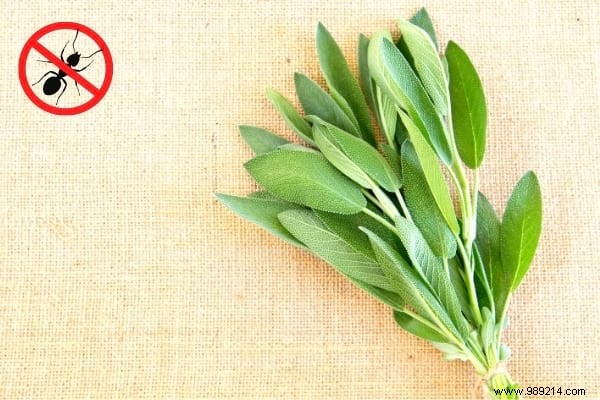 22 Proven Natural Ant Repellents: Safe, Effective Ways to Protect Your Home