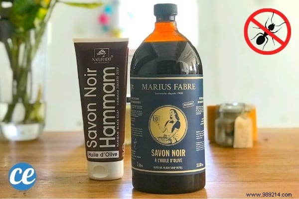 22 Proven Natural Ant Repellents: Safe, Effective Ways to Protect Your Home