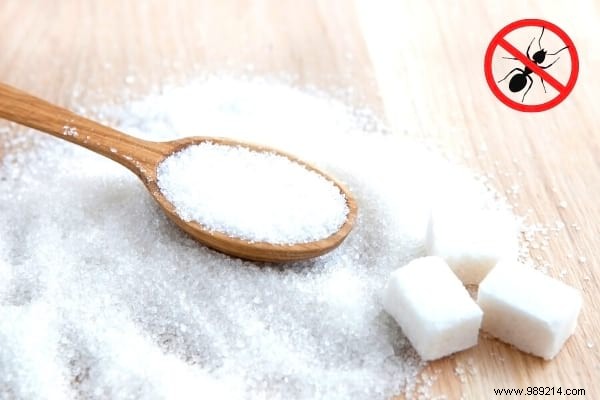 22 Proven Natural Ant Repellents: Safe, Effective Ways to Protect Your Home